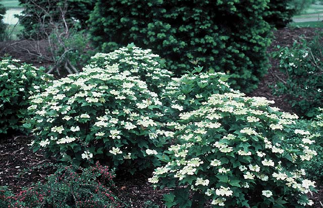 White flowering shrubs in a garden with dark green foliage backdrop