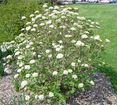 White-flowering shrub in a landscaped garden beside a green lawn and mulch bed