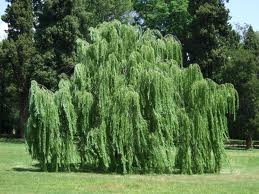 Weeping willow tree in a grassy park, with dense green foliage and a dark wooded background