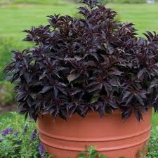 Dark purple leafy plant in a terracotta pot outdoors