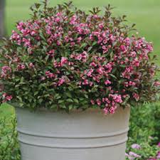 Pink flowering plant in a large white pot against a green lawn
