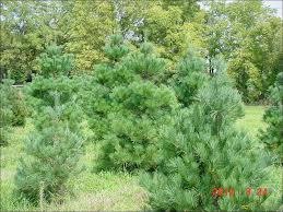 Dense green shrubs in a grassy park with tall trees in the background