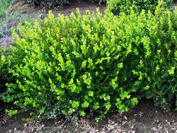Bright green shrub with dense foliage growing in a garden bed