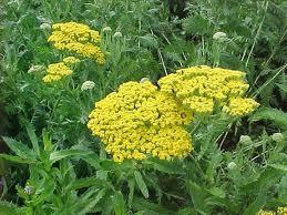 Yellow wildflowers blooming in dense green grass and foliage