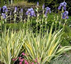Purple irises blooming in a lush garden with variegated green leaves and pink flowers in the foreground