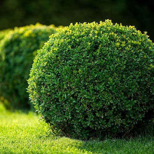Shrub — New Lenox, IL — A Fresh Cut Landscaping Shrub — New Lenox, IL — A Fresh Cut Landscaping