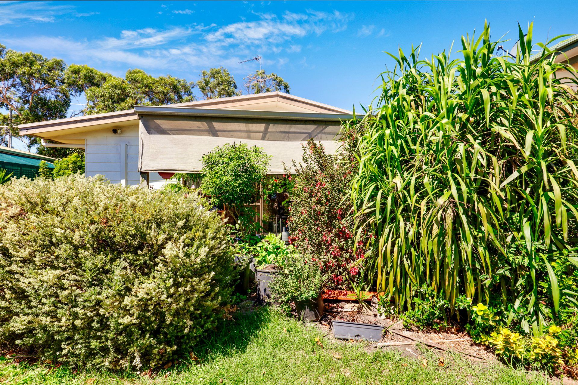 Suburban house behind lush green bushes and tall plants on a sunny day