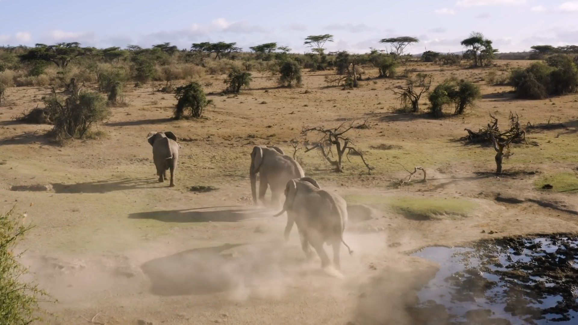 Elephants running through a dusty clearing toward a watering hole in a savanna landscape.