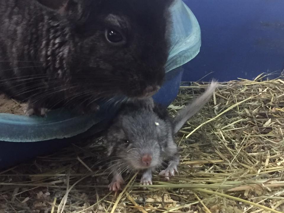 roditore con cucciolo