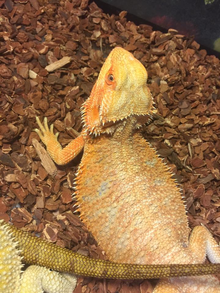 iguana che cammina
