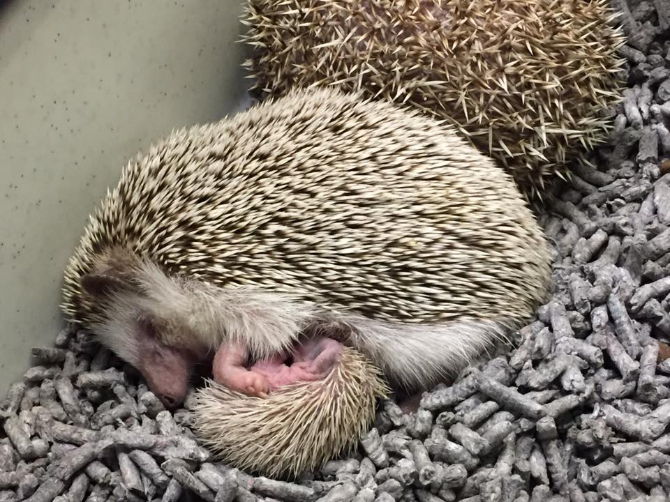 ricci con piccoli