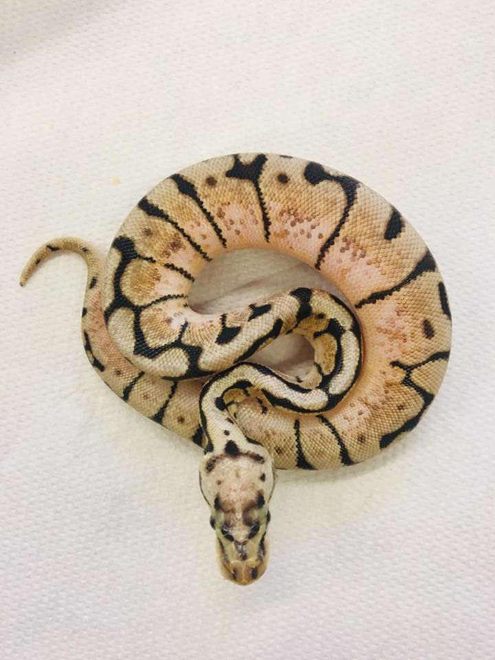 serpente
