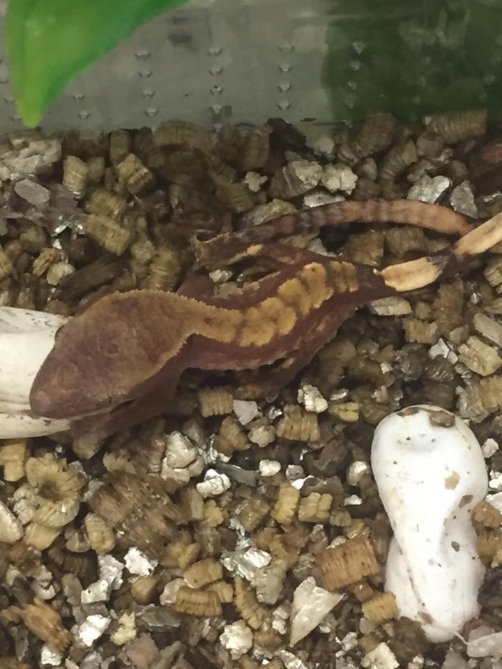 geco solitario