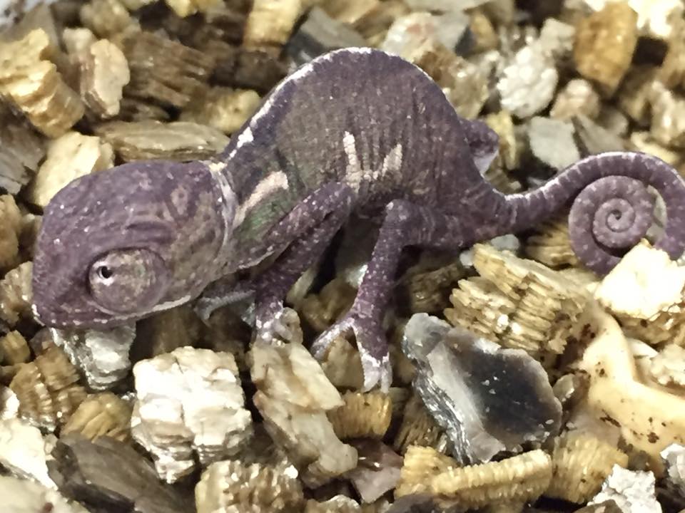 piccolo di iguana