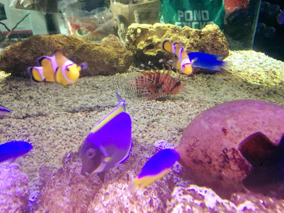 pesci tropicali