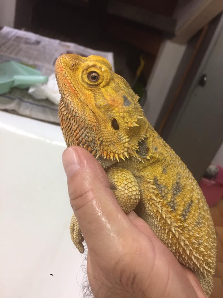 iguana tra le mani