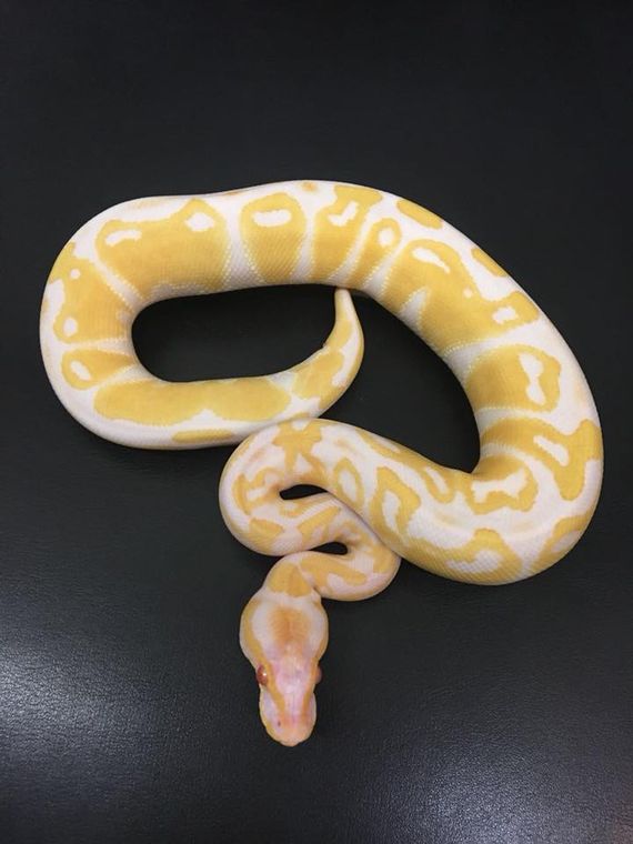 serpente albino