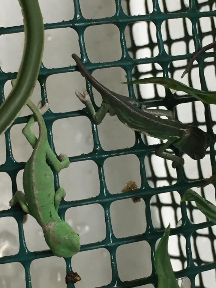 piccoli di iguana