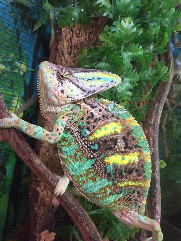 iguana su ramo