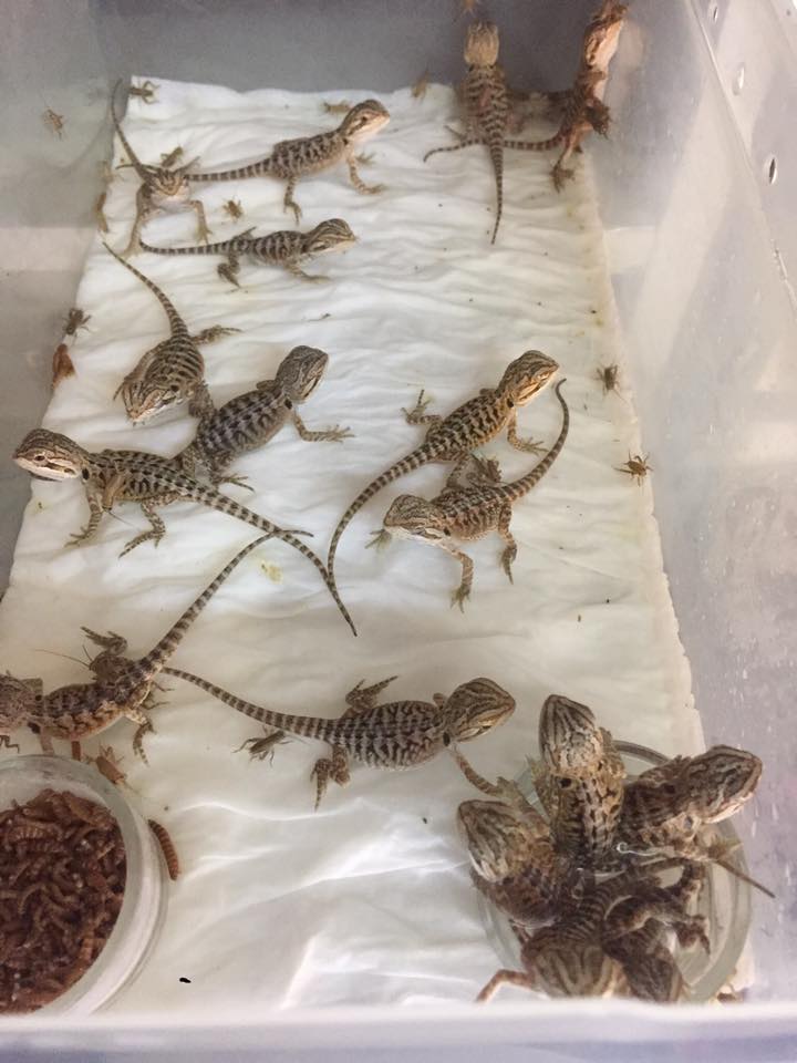 piccoli di geco