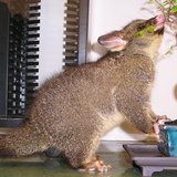 Opossum Australiano