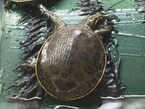 tartaruga di terra