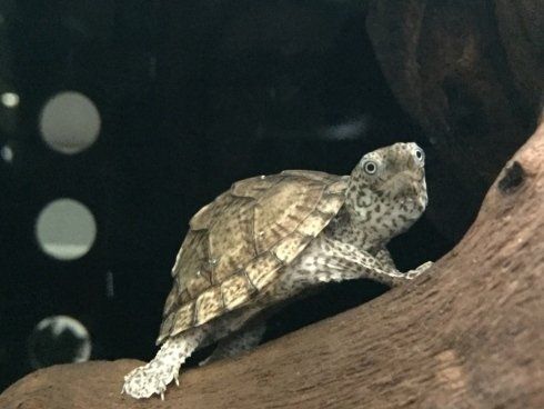 cucciolo di tartaruga