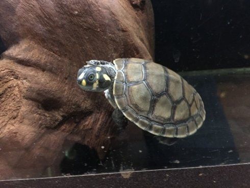 tartaruga