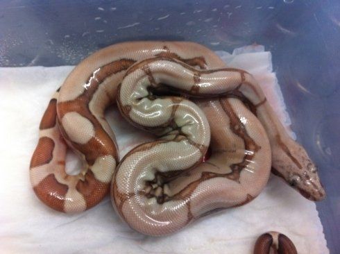 serpente