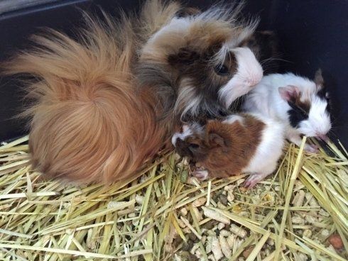 cuccioli di criceti