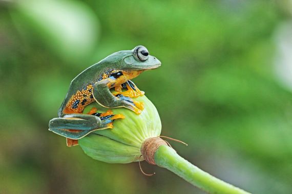anfibio