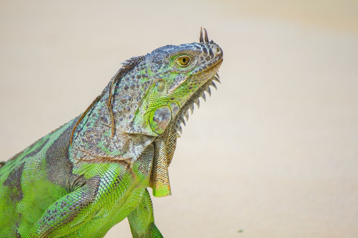 iguana verde