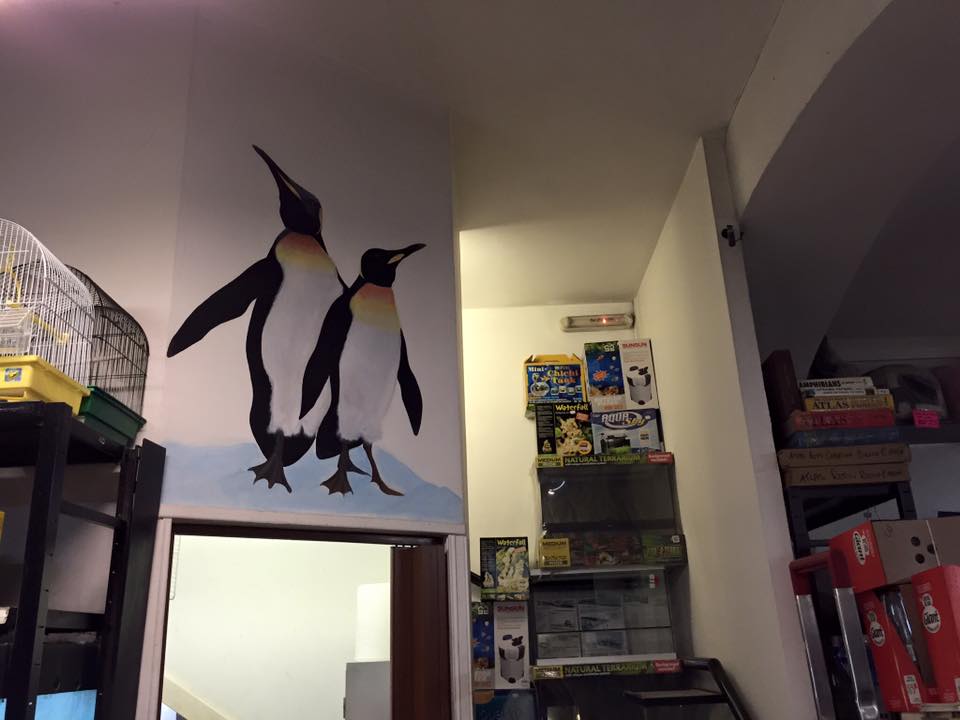 disegni di pinguini