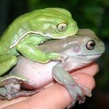 Raganella verde