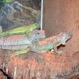Iguana verde o comune