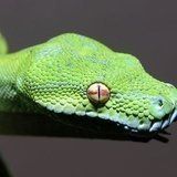 Pitone verde