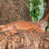 Iguana comune  varietà rossa