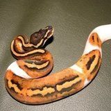Pitone reale o pitone palla  ( morph piebald )