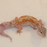 Geco leopardo  ( morph Enigma )