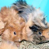 Cavia peruviana  o porcellino a pelo lungo