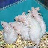 Ratto nudo