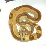 Boa constrictor imperator