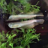 Arowana silver