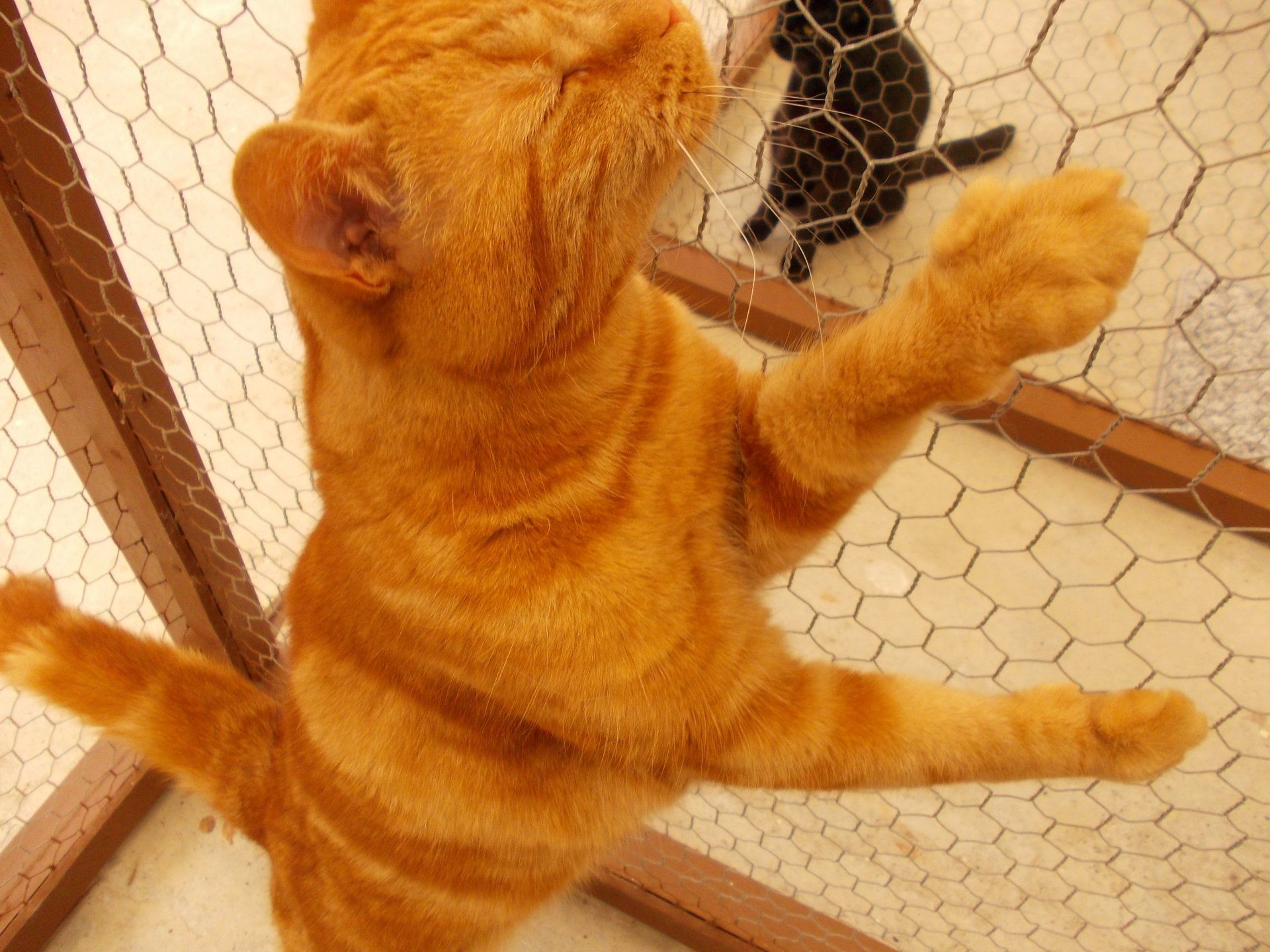 a brown fur cat