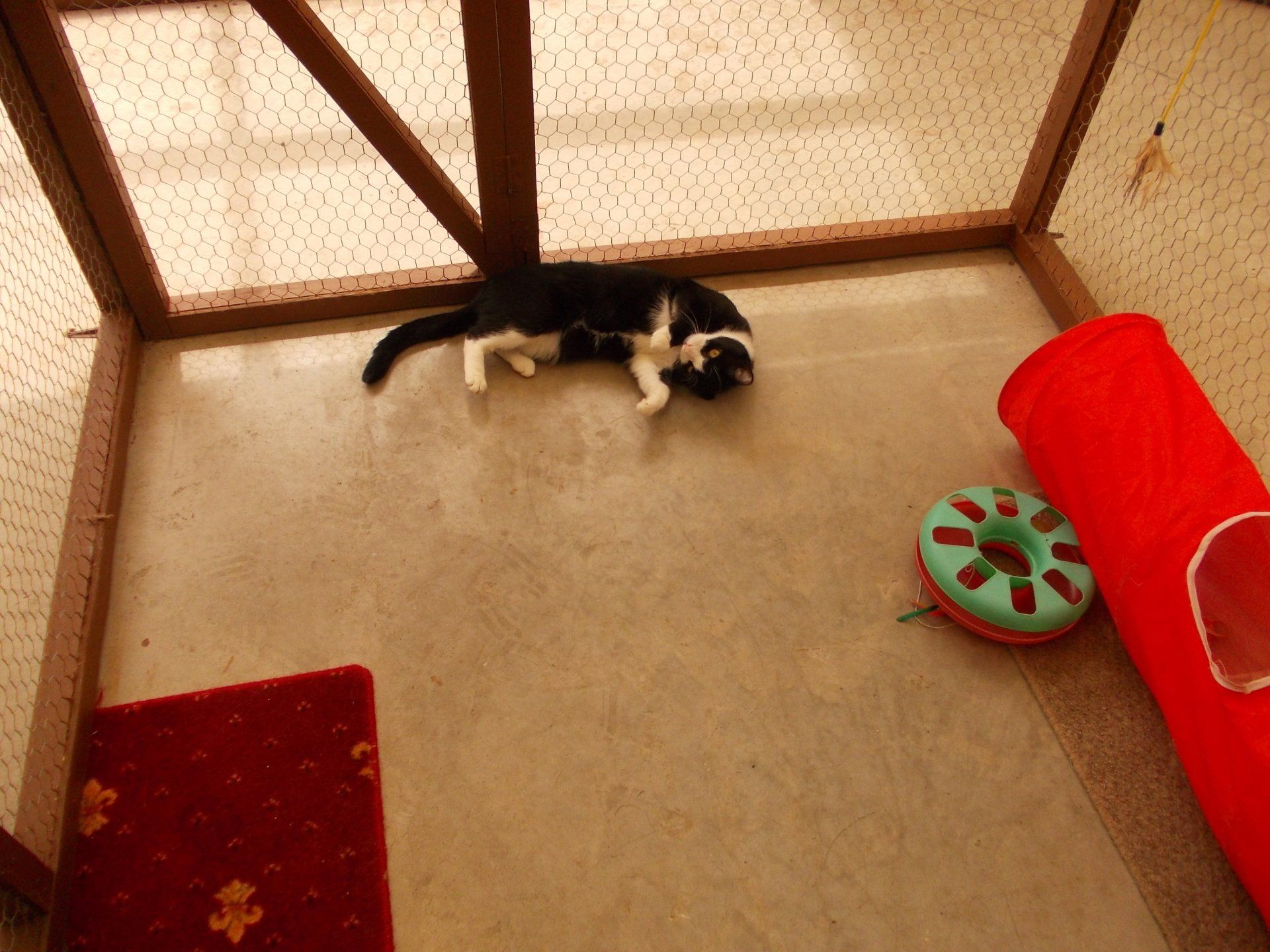 a cat lying inside the cattery
