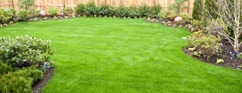 Well-maintained lawn