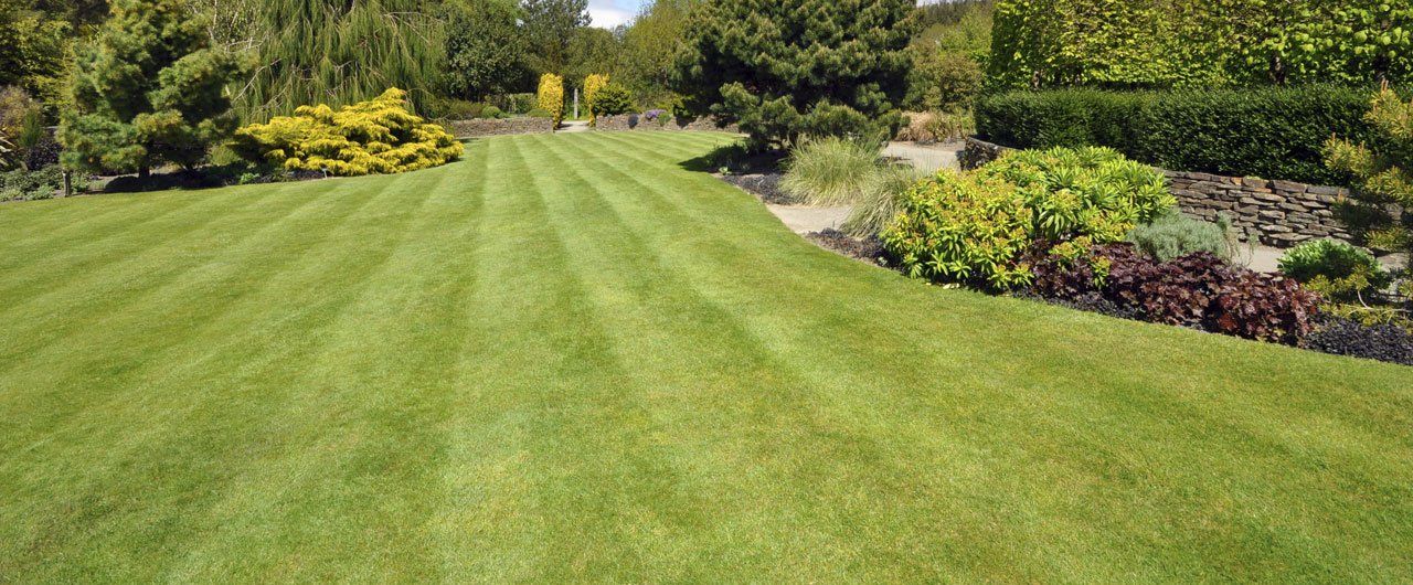 Well-maintained lawn