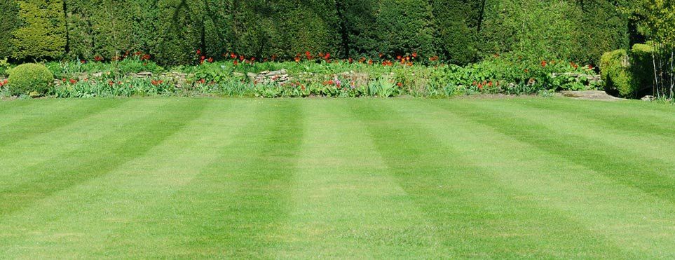Manicured lawn