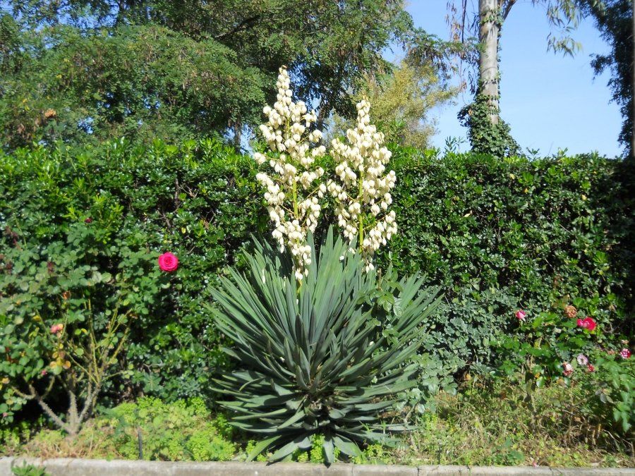 piante