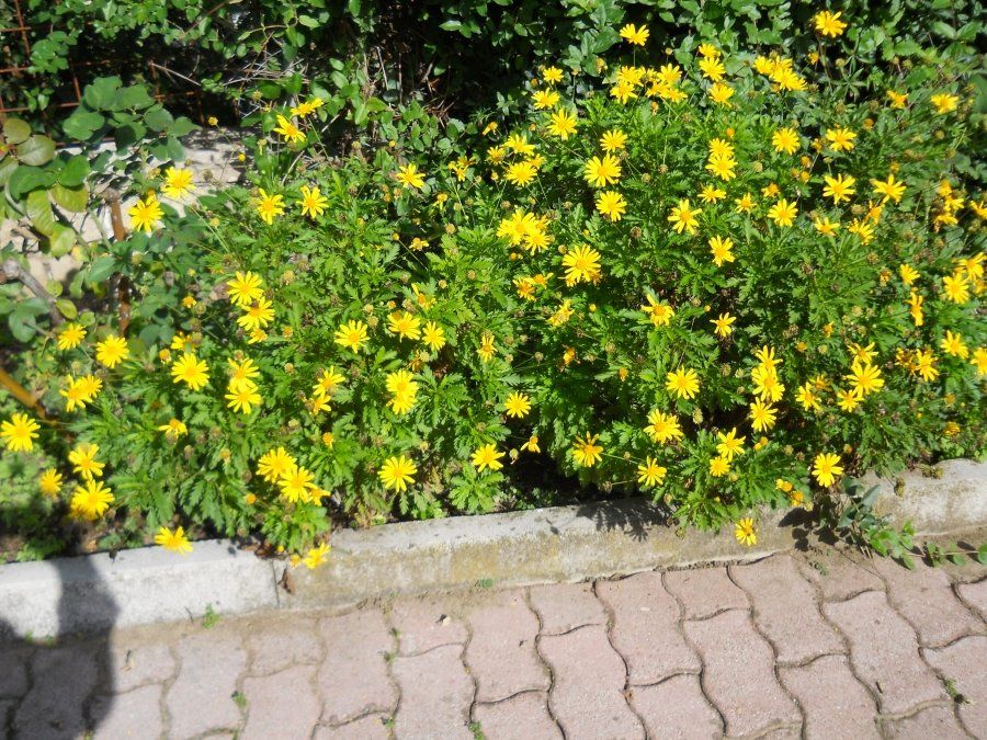 fiori gialli